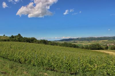 Scenic view of agricultural field against sky