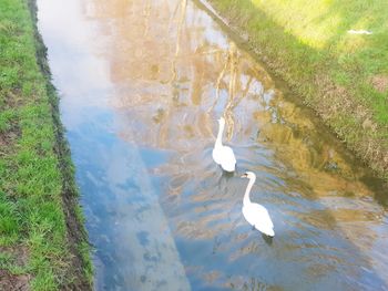 High angle view of swans swimming in lake