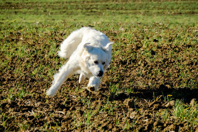 White dog running on field