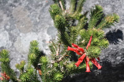 High angle view of red flowering plant