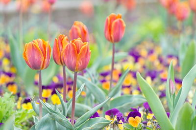 Close-up of crocus blooming outdoors