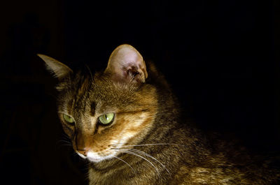 Close-up of a cat looking away