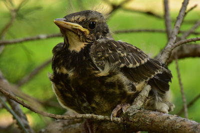 Young bird thrush hid in pine branches