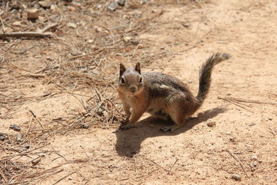 High angle view of squirrel on land