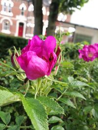 Close-up of pink flowers blooming outdoors