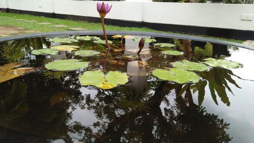 Lotus water lily amidst leaves in lake