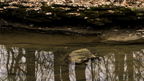 Full frame shot of old tree