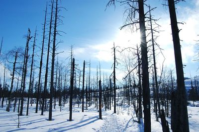 Scenic view of snow covered landscape