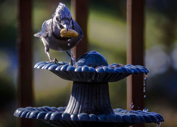 Close-up of bird perching on a wood