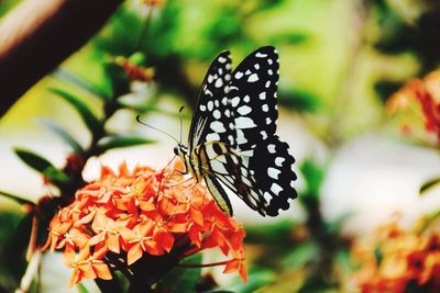 Close-up of butterfly on flower