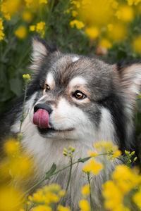 Portrait of a young finnish lapphund dog sitting among yellow flowers