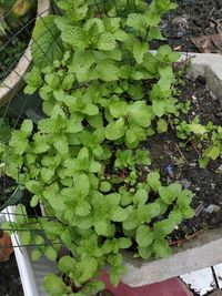 High angle view of potted plant