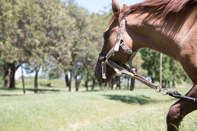 Close-up of a horse on field