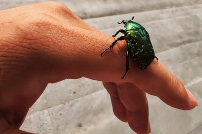 Cropped image of person holding small insect
