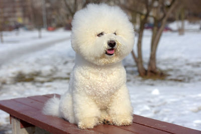 White dog looking at snow