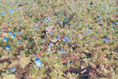 High angle view of purple flowering plants on field