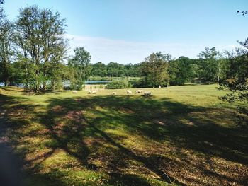 Scenic view of trees on field against sky