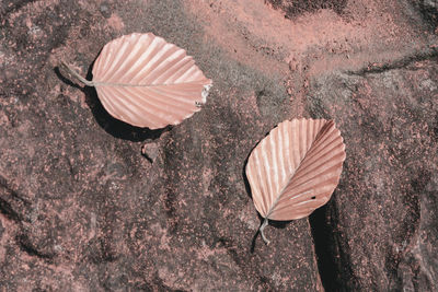 High angle view of dry leaves on rock