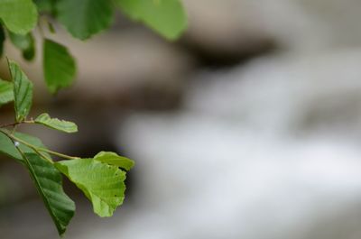 Close-up of green leaves