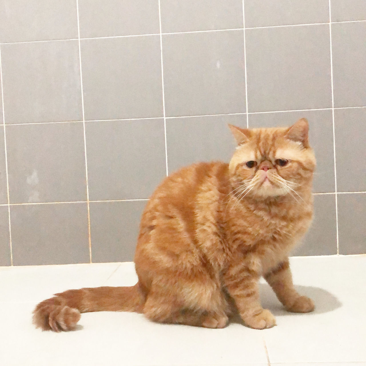 PORTRAIT OF CAT SITTING ON FLOOR AT HOME