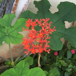 Close-up of red flowers