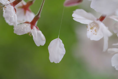 Close-up of white rose flower