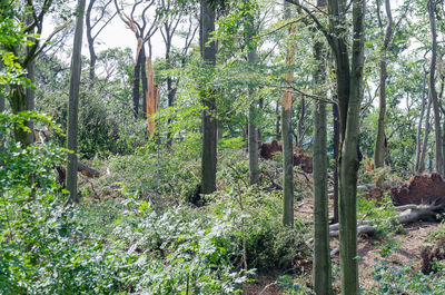 Trees in forest