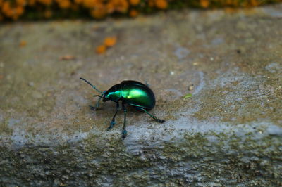 Insect on leaf