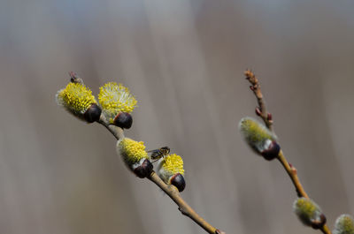 Close-up of flower buds growing on tree