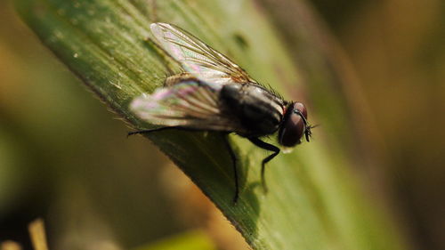 Close-up of fly on leaf