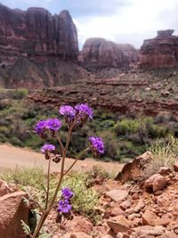 Purple flowering plants on rocks