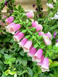 Close-up of purple flowers blooming outdoors