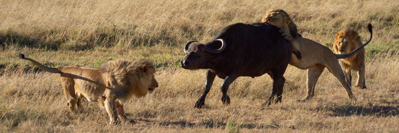 Panorama of three lions hunting cape buffalo