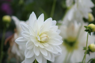 Close-up of white flower blooming outdoors