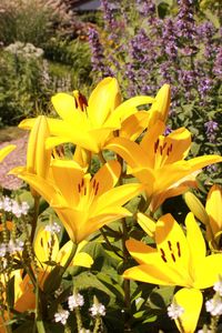 Close-up of yellow flower