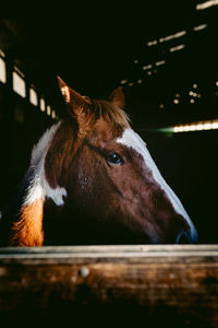 Close-up of horse