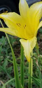 Close-up of yellow flowering plant