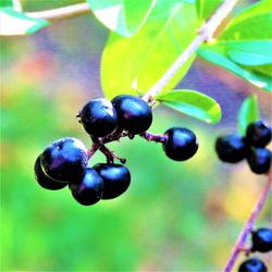 Close-up of grapes hanging from plant