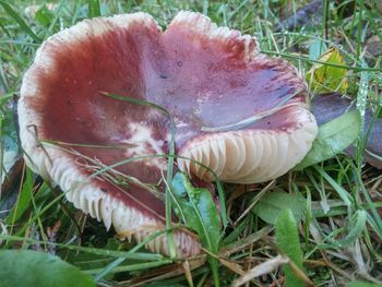 Close-up of mushroom on grass