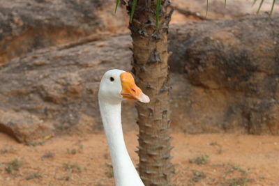 Close-up of a bird on field