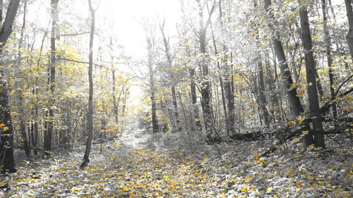 View of trees in the forest