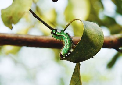 Silkworm eating leaf