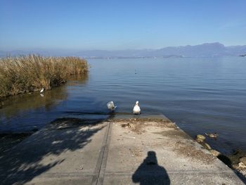 Seagull perching on lake against sky