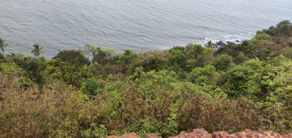 High angle view of trees by sea