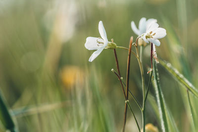 Close-up of white flowering plant