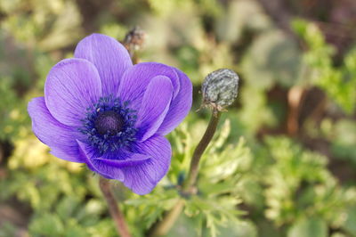 Close-up of purple flowering plant