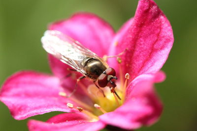 Close-up of butterfly on pink flower