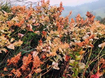 Close-up of flowers growing on field against sky