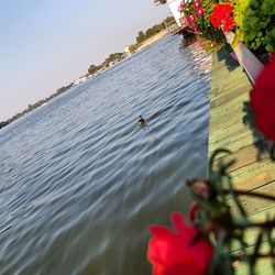 High angle view of insect on lake