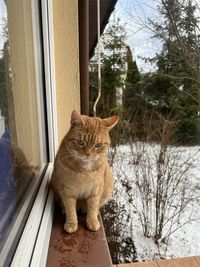 Close-up of cat on window